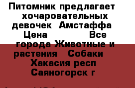 Питомник предлагает 2-хочаровательных девочек  Амстаффа › Цена ­ 25 000 - Все города Животные и растения » Собаки   . Хакасия респ.,Саяногорск г.